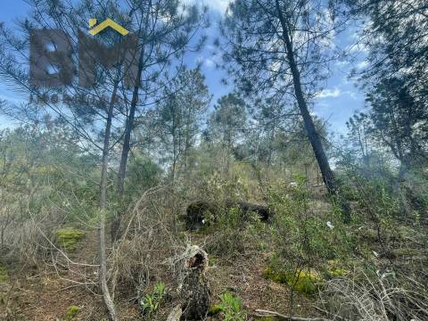Terreno Rústico  Venda em Tinalhas,Castelo Branco