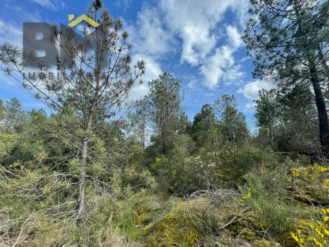 Terreno Rústico  Venda em Tinalhas,Castelo Branco