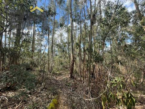 Terreno Rústico  Venda em Tinalhas,Castelo Branco
