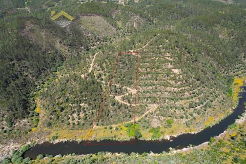 Terreno Rústico  Venda em Sarzedas,Castelo Branco