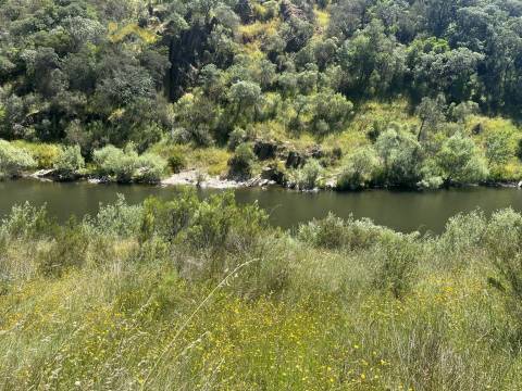 Terreno Rústico  Venda em Sarzedas,Castelo Branco