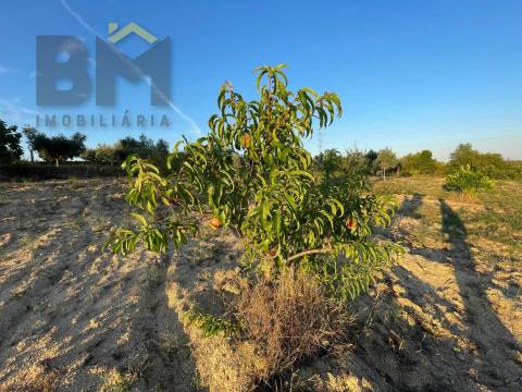 Terreno Rústico  Venda em Castelo Branco,Castelo Branco