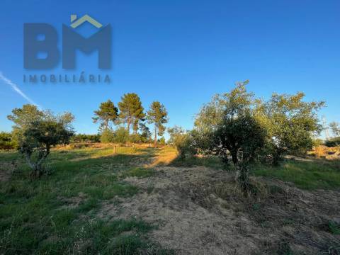 Terreno Rústico  Venda em Castelo Branco,Castelo Branco