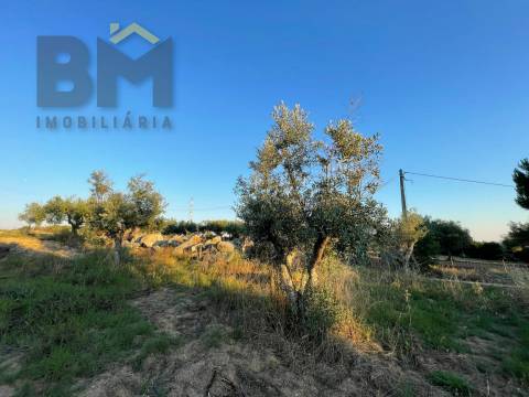 Terreno Rústico  Venda em Castelo Branco,Castelo Branco