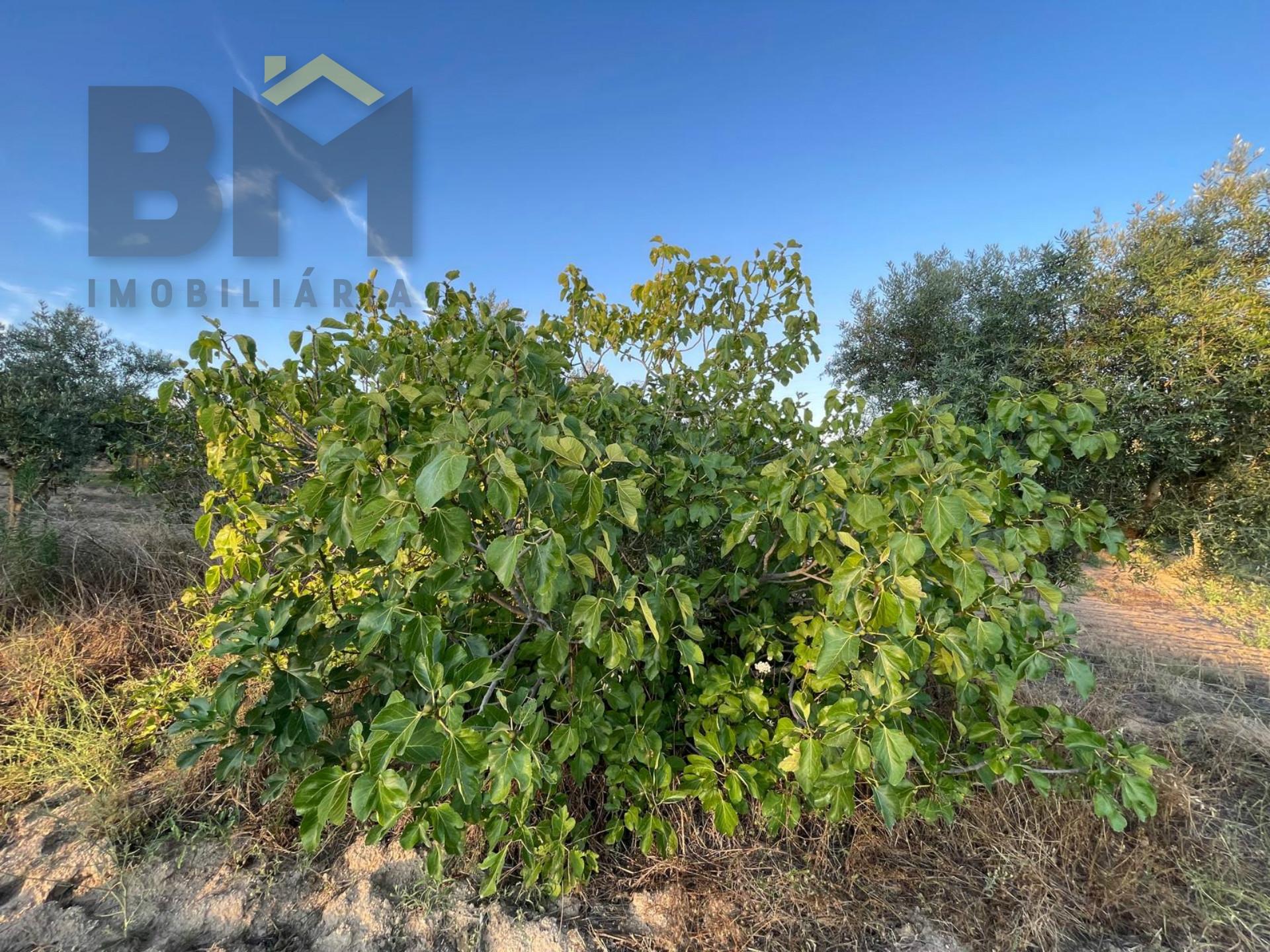Terreno Rústico  Venda em Castelo Branco,Castelo Branco