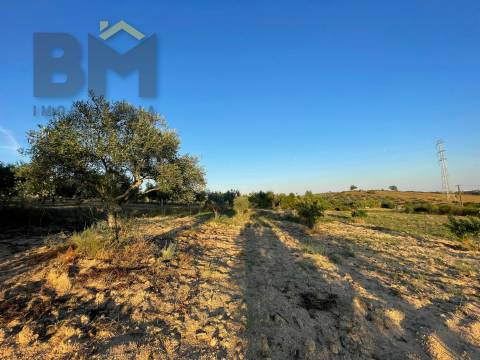 Terreno Rústico  Venda em Castelo Branco,Castelo Branco