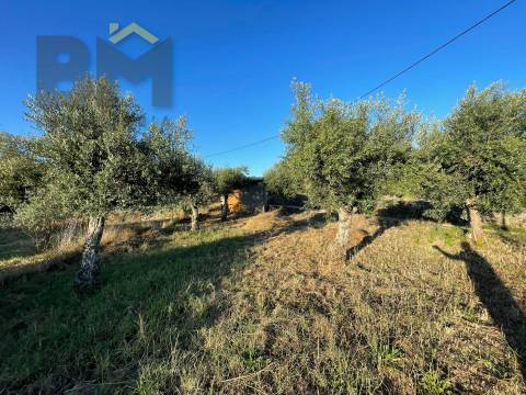 Terreno Rústico  Venda em Freixial e Juncal do Campo,Castelo Branco