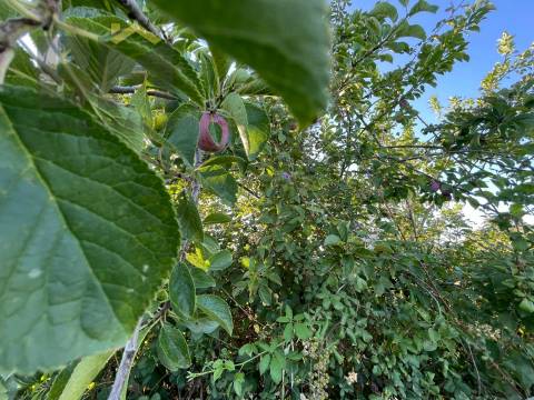 Terreno Rústico  Venda em Freixial e Juncal do Campo,Castelo Branco