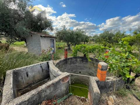 Terreno Rústico  Venda em Freixial e Juncal do Campo,Castelo Branco