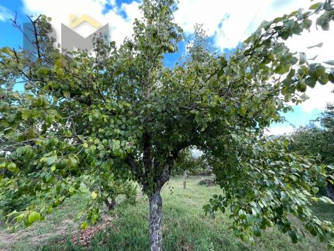 Terreno Rústico  Venda em Freixial e Juncal do Campo,Castelo Branco