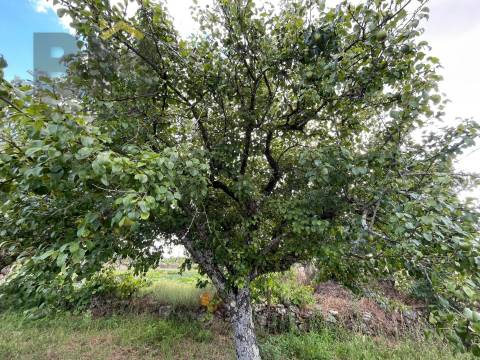 Terreno Rústico  Venda em Freixial e Juncal do Campo,Castelo Branco