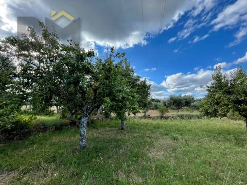 Terreno Rústico  Venda em Freixial e Juncal do Campo,Castelo Branco