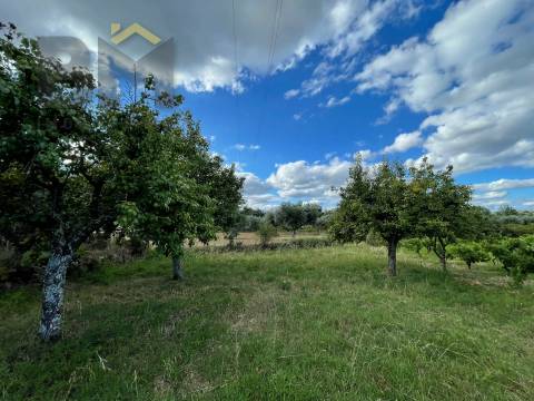 Terreno Rústico  Venda em Freixial e Juncal do Campo,Castelo Branco