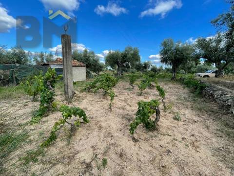 Terreno Rústico  Venda em Freixial e Juncal do Campo,Castelo Branco