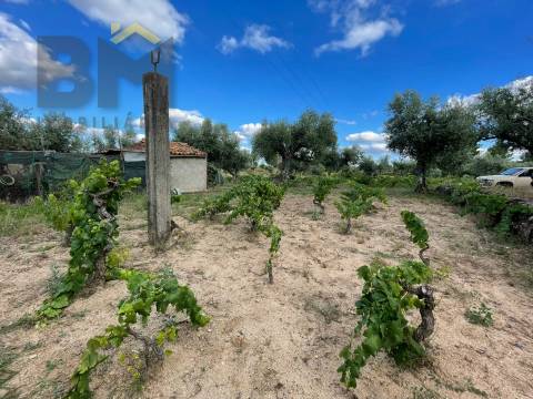 Terreno Rústico  Venda em Freixial e Juncal do Campo,Castelo Branco