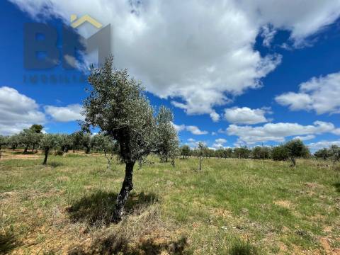 Terreno Rústico  Venda em Ninho do Açor e Sobral do Campo,Castelo Branco