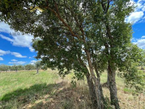 Terreno Rústico  Venda em Ninho do Açor e Sobral do Campo,Castelo Branco