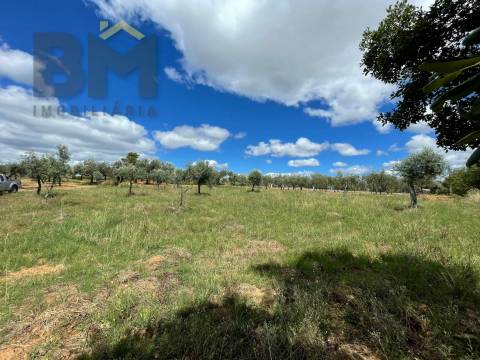 Terreno Rústico  Venda em Ninho do Açor e Sobral do Campo,Castelo Branco