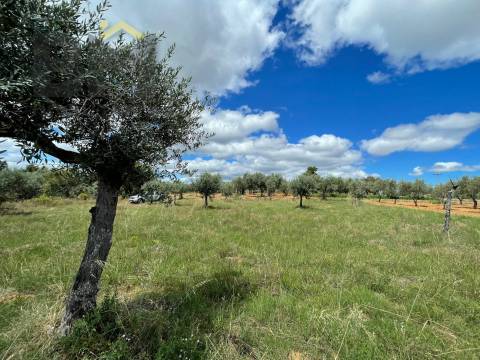 Terreno Rústico  Venda em Ninho do Açor e Sobral do Campo,Castelo Branco