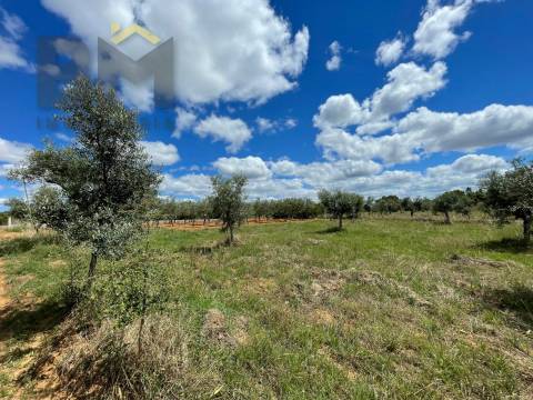 Terreno Rústico  Venda em Ninho do Açor e Sobral do Campo,Castelo Branco