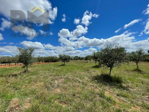 Terreno Rústico  Venda em Ninho do Açor e Sobral do Campo,Castelo Branco