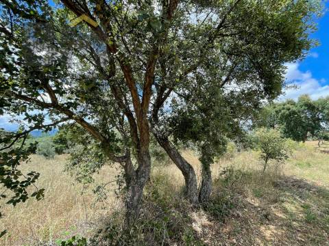Terreno Rústico  Venda em Ninho do Açor e Sobral do Campo,Castelo Branco