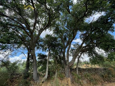 Quintinha  Venda em Freixial e Juncal do Campo,Castelo Branco