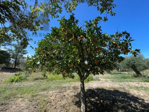 Quintinha  Venda em Freixial e Juncal do Campo,Castelo Branco