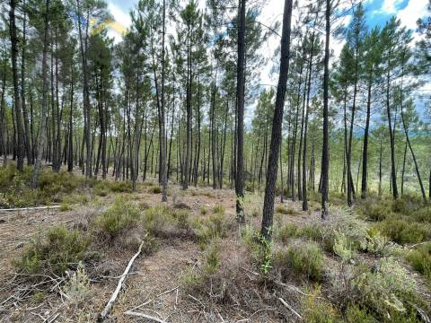 Terreno Rústico  Venda em São Vicente da Beira,Castelo Branco