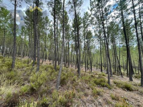 Terreno Rústico  Venda em São Vicente da Beira,Castelo Branco