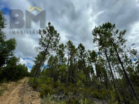 Terreno Rústico  Venda em São Vicente da Beira,Castelo Branco