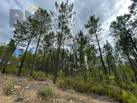 Terreno Rústico  Venda em São Vicente da Beira,Castelo Branco