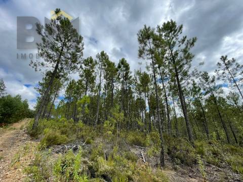 Terreno Rústico  Venda em São Vicente da Beira,Castelo Branco