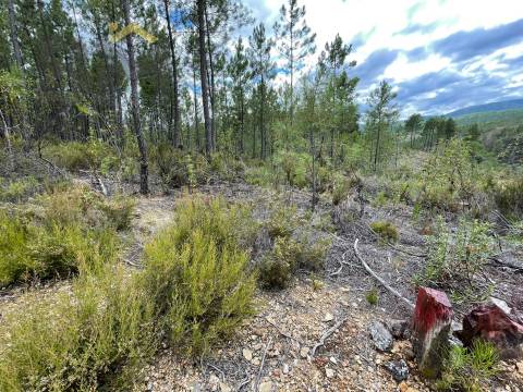 Terreno Rústico  Venda em São Vicente da Beira,Castelo Branco