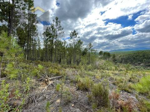 Terreno Rústico  Venda em São Vicente da Beira,Castelo Branco