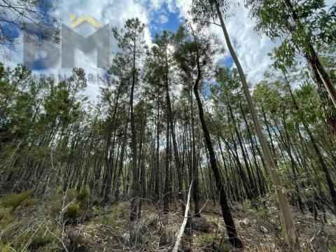 Terreno Rústico  Venda em São Vicente da Beira,Castelo Branco