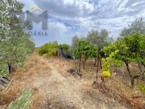 Terreno Urbano  Venda em Castelo Branco,Castelo Branco