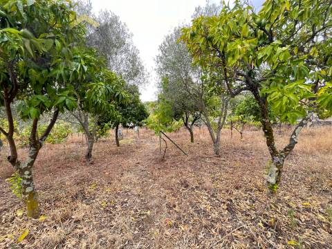 Terreno Urbano  Venda em Castelo Branco,Castelo Branco