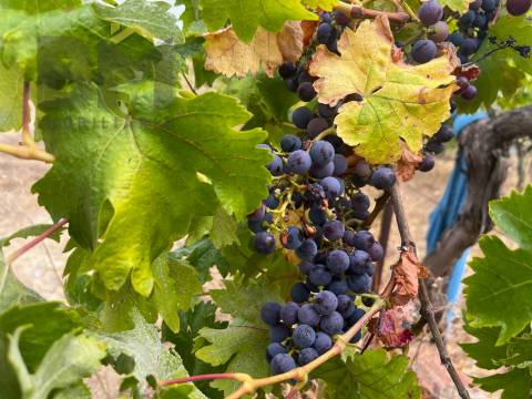 Terreno Urbano  Venda em Castelo Branco,Castelo Branco