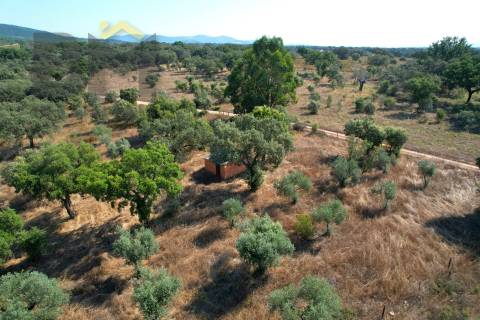 Terreno Rústico  Venda em Toulões,Idanha-a-Nova