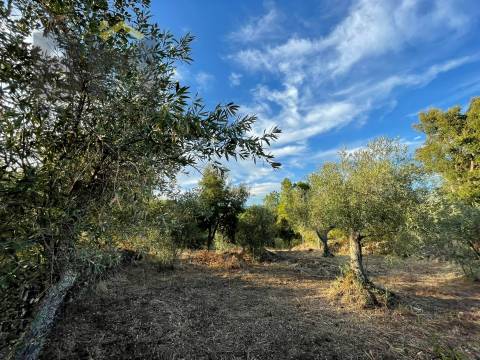 Terreno Rústico  Venda em Ninho do Açor e Sobral do Campo,Castelo Branco