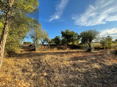 Terreno Rústico  Venda em Ninho do Açor e Sobral do Campo,Castelo Branco