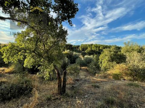 Terreno Rústico  Venda em Ninho do Açor e Sobral do Campo,Castelo Branco