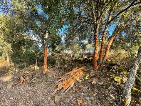 Terreno Rústico  Venda em Ninho do Açor e Sobral do Campo,Castelo Branco