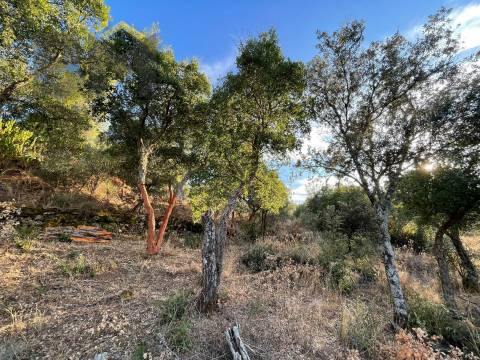 Terreno Rústico  Venda em Ninho do Açor e Sobral do Campo,Castelo Branco
