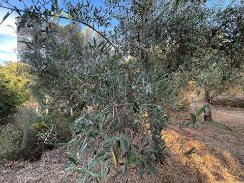 Terreno Rústico  Venda em Ninho do Açor e Sobral do Campo,Castelo Branco