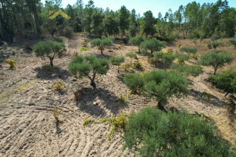 Terreno Rústico  Venda em Salgueiro do Campo,Castelo Branco
