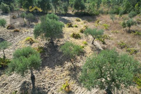 Terreno Rústico  Venda em Salgueiro do Campo,Castelo Branco