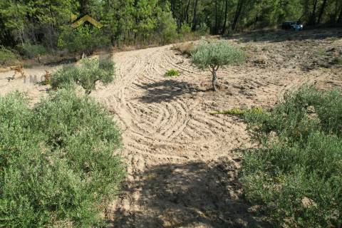Terreno Rústico  Venda em Salgueiro do Campo,Castelo Branco