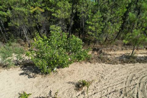 Terreno Rústico  Venda em Salgueiro do Campo,Castelo Branco